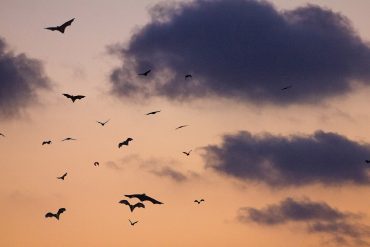Bats fly across a sunset, cloudy sky.